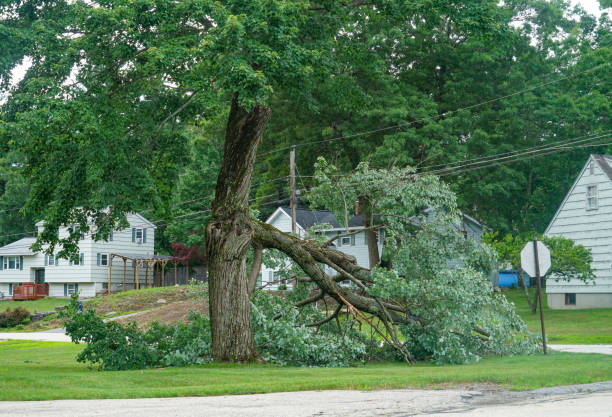 Reliable North Brooksville, FL  Tree Services Solutions