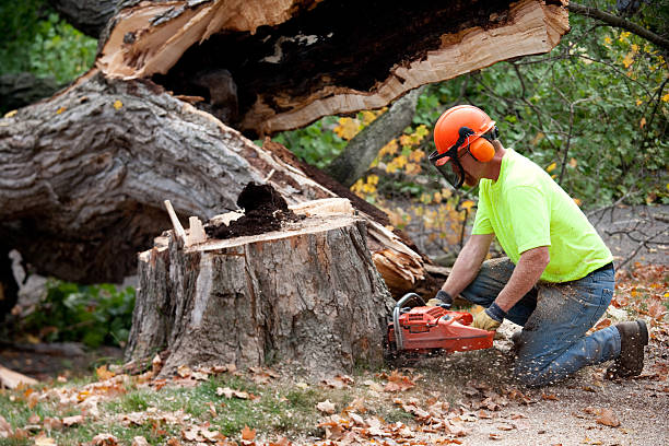 How Our Tree Care Process Works  in  North Brooksville, FL